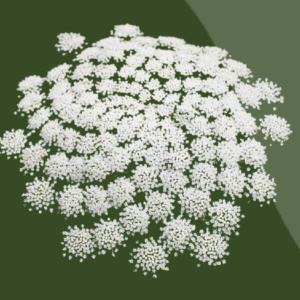 Ammi Majus