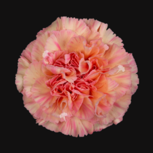 Giogia Carnation