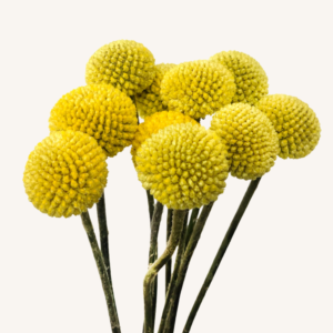 Craspedia Pop