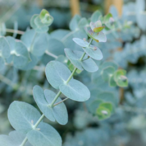 Eucalyptus Baby Blue