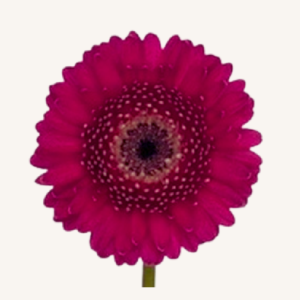 Amalia Gerbera