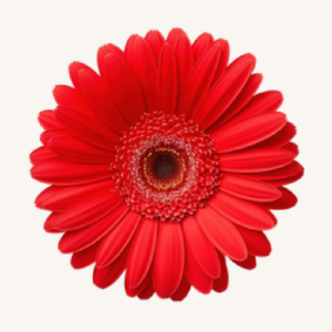 Kabu Gerbera