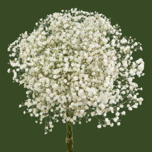 Gypsophila Xlence