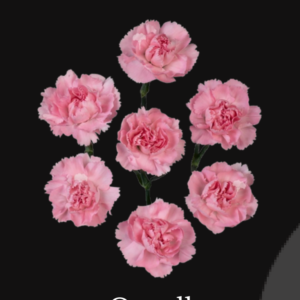 Ornella Carnation