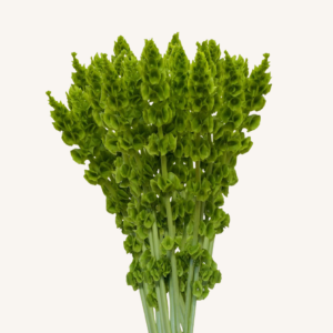 Moluccella (Bells of Ireland)